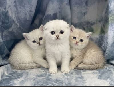 Scottish fold and British shorthair