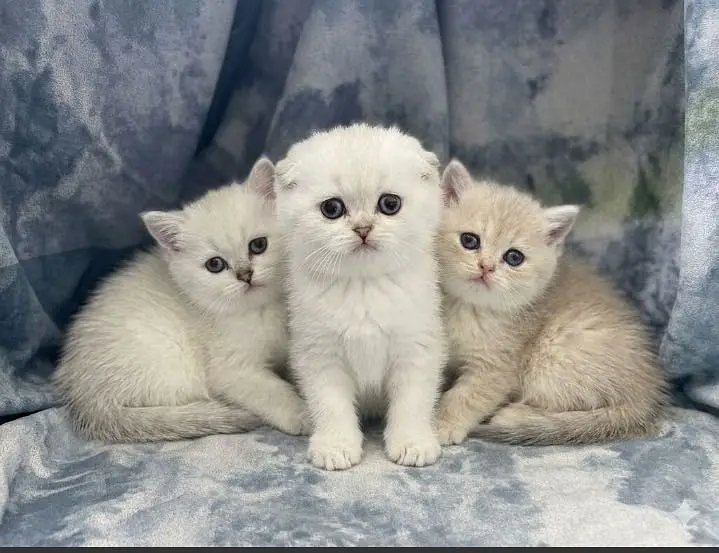 Scottish fold and British shorthair
