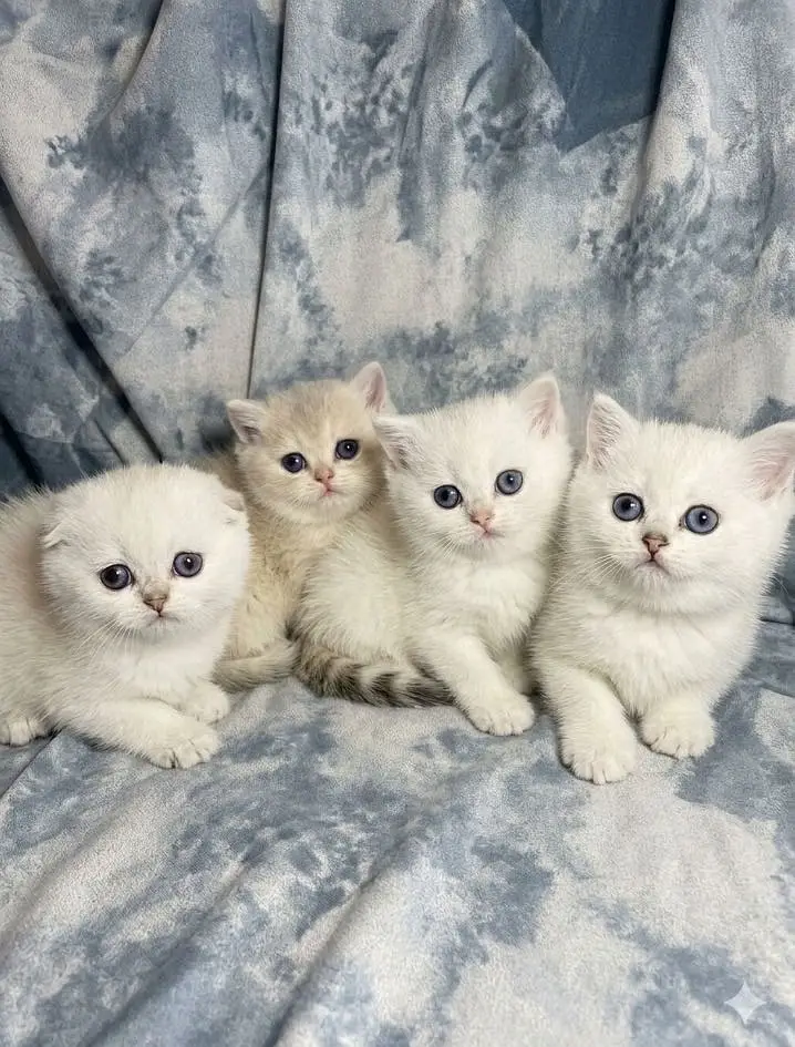 Scottish fold and British shorthair — photo 4