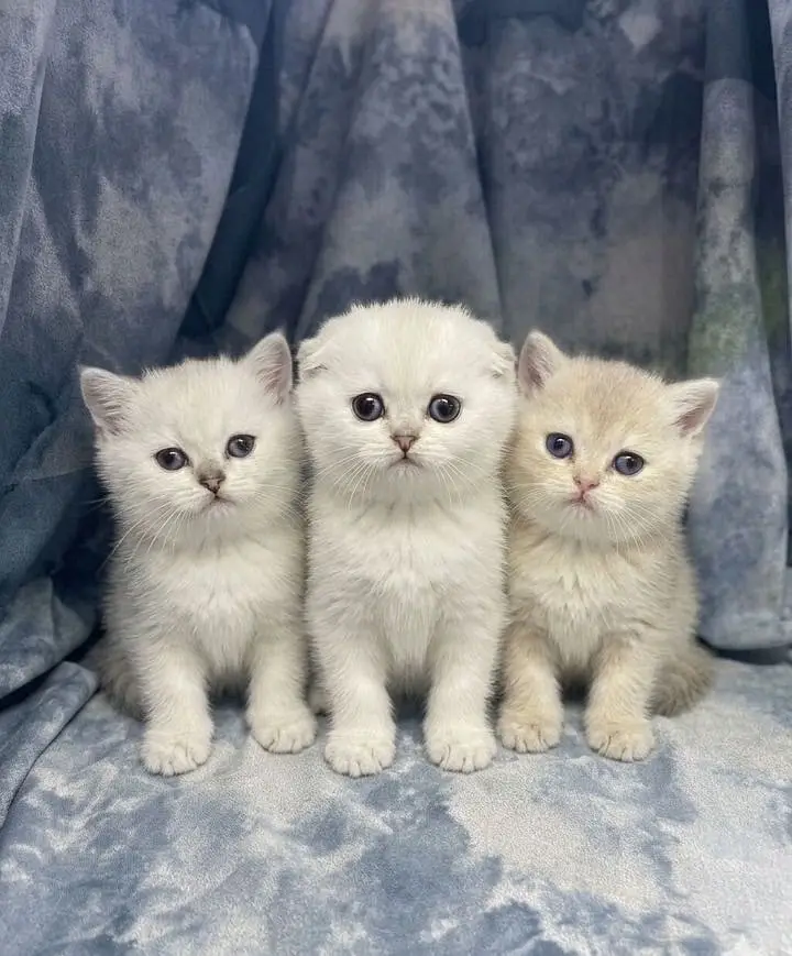 Scottish fold and British shorthair — photo 5