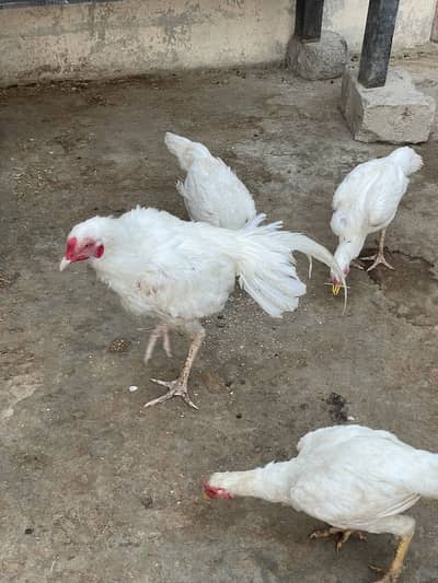 Aseel heera trio 1 male 3 females