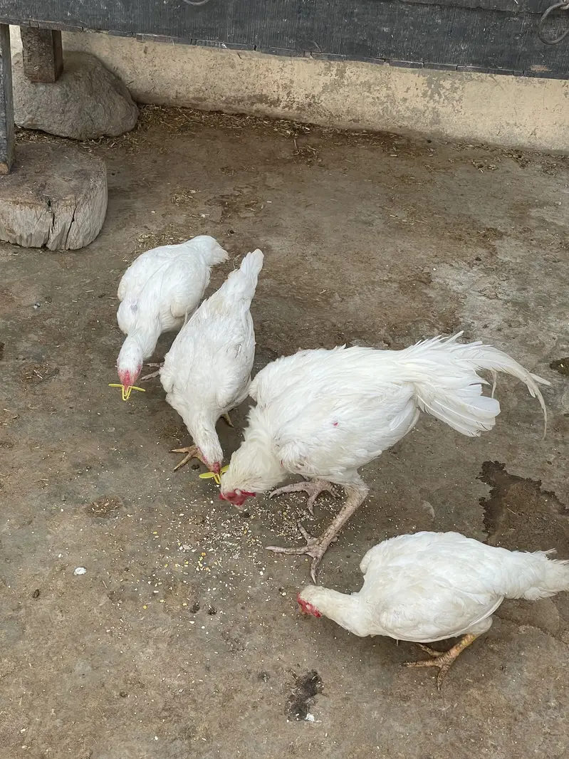 Aseel heera trio 1 male 3 females — photo 4