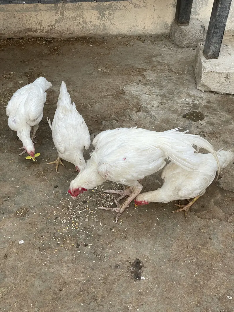 Aseel heera trio 1 male 3 females — photo 10