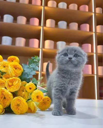 Scottish fold