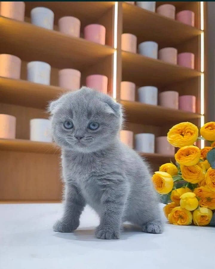Scottish fold 1