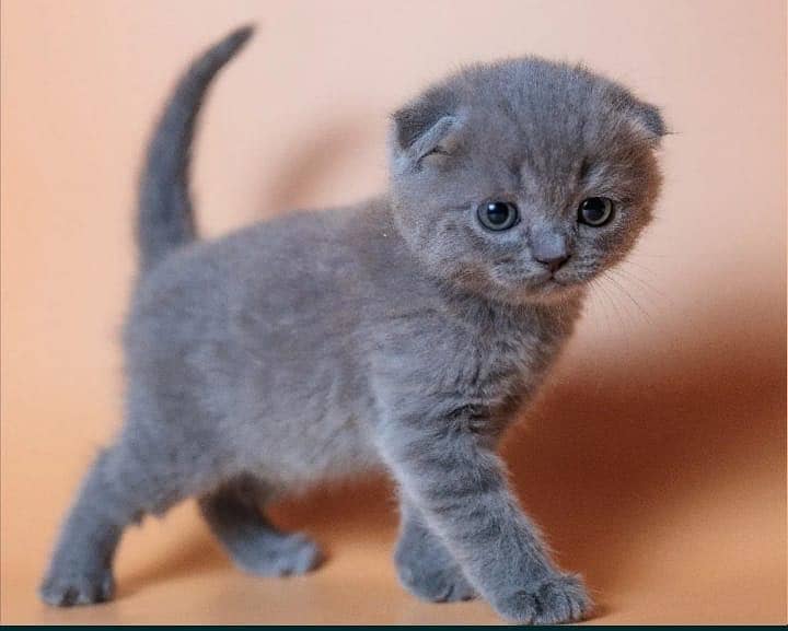 Scottish fold 2