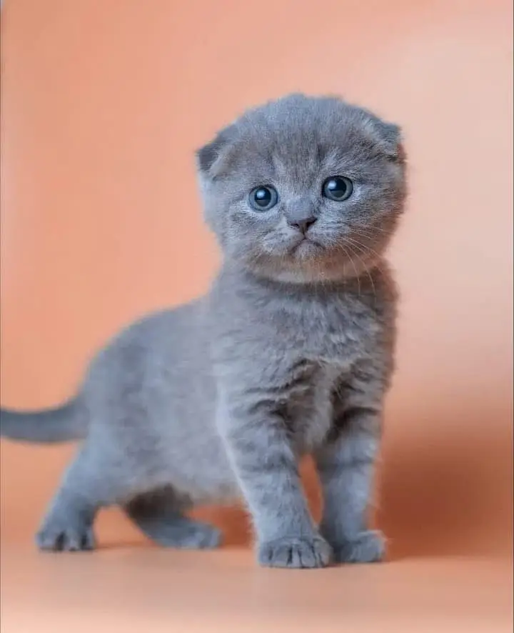 Scottish fold — photo 4