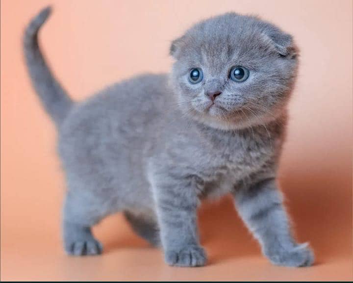 Scottish fold 4