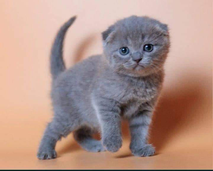 Scottish fold 5