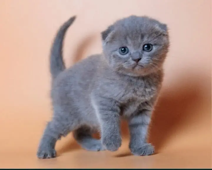 Scottish fold — photo 6