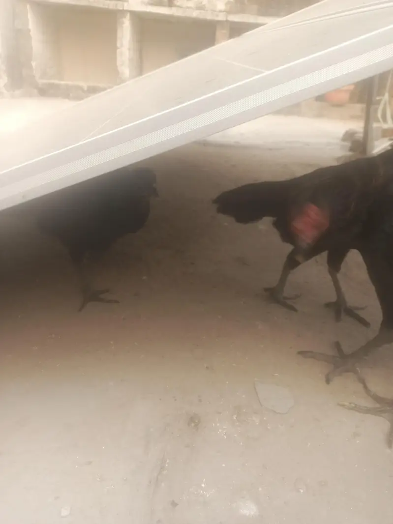 Shamo and Indian Black dragon for sale — photo 3