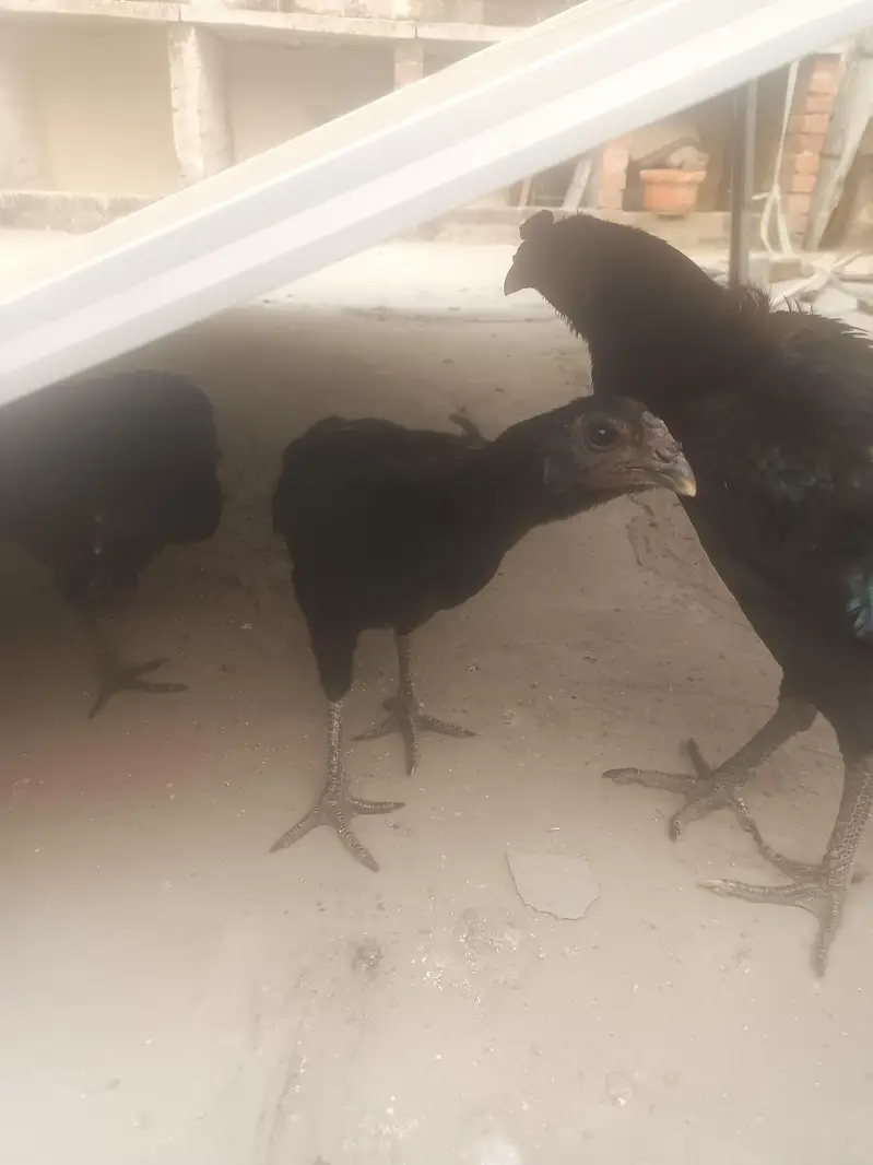 Shamo and Indian Black dragon for sale — photo 4