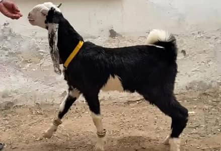 Golabi Nachi Croos Fancy breed