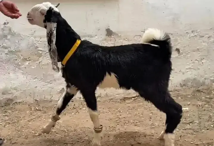 Golabi Nachi Croos Fancy breed