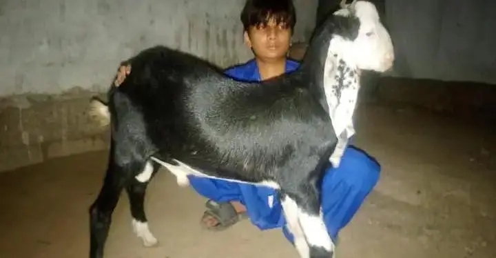 Golabi Nachi Croos Fancy breed — photo 2