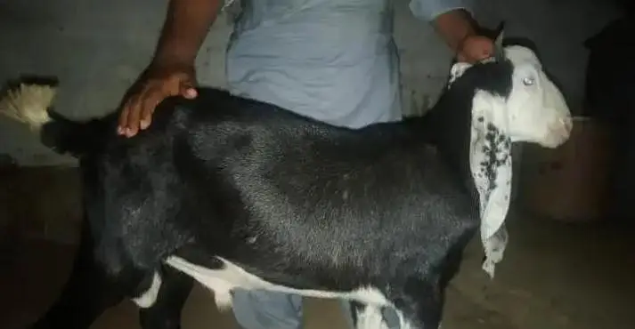 Golabi Nachi Croos Fancy breed — photo 3