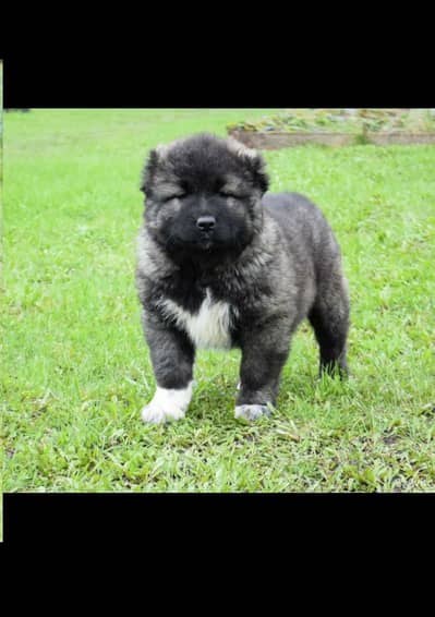 Caucasian shepherd