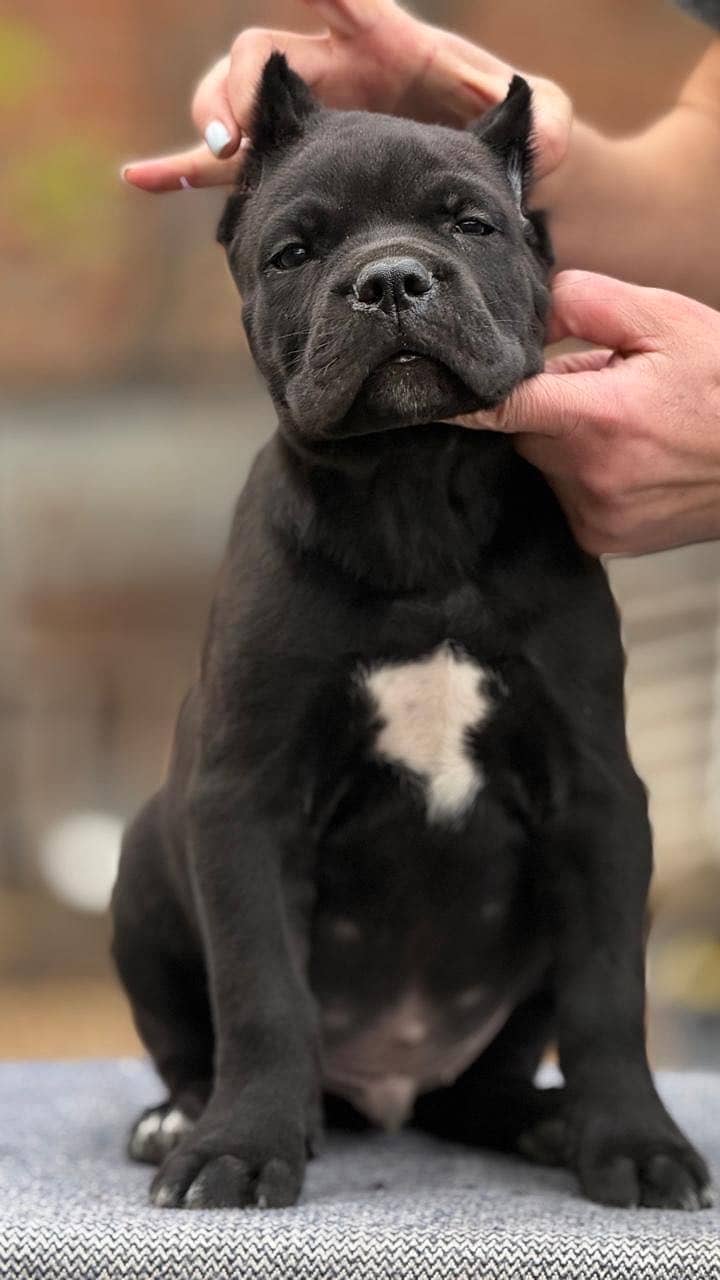 Cane carso 0