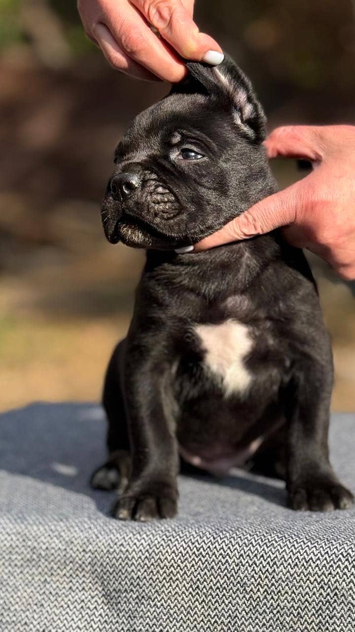 Cane carso 1