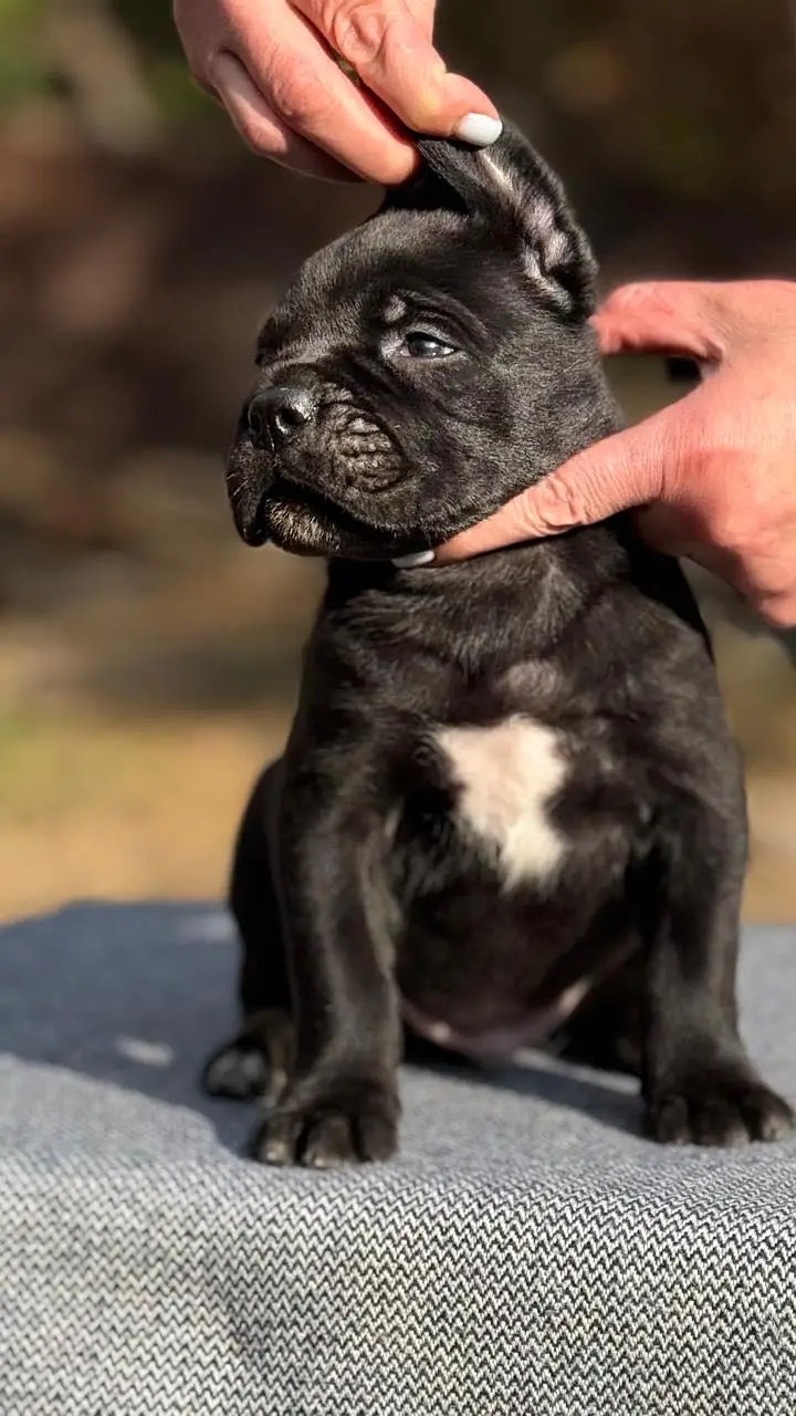 Cane carso — photo 2