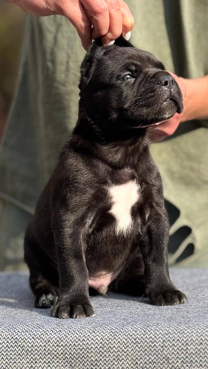 Cane carso 2