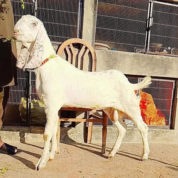 Donda Rajanpuri Desi Cross Aandal Bakra For Sale Ghar Ka Pala Hua