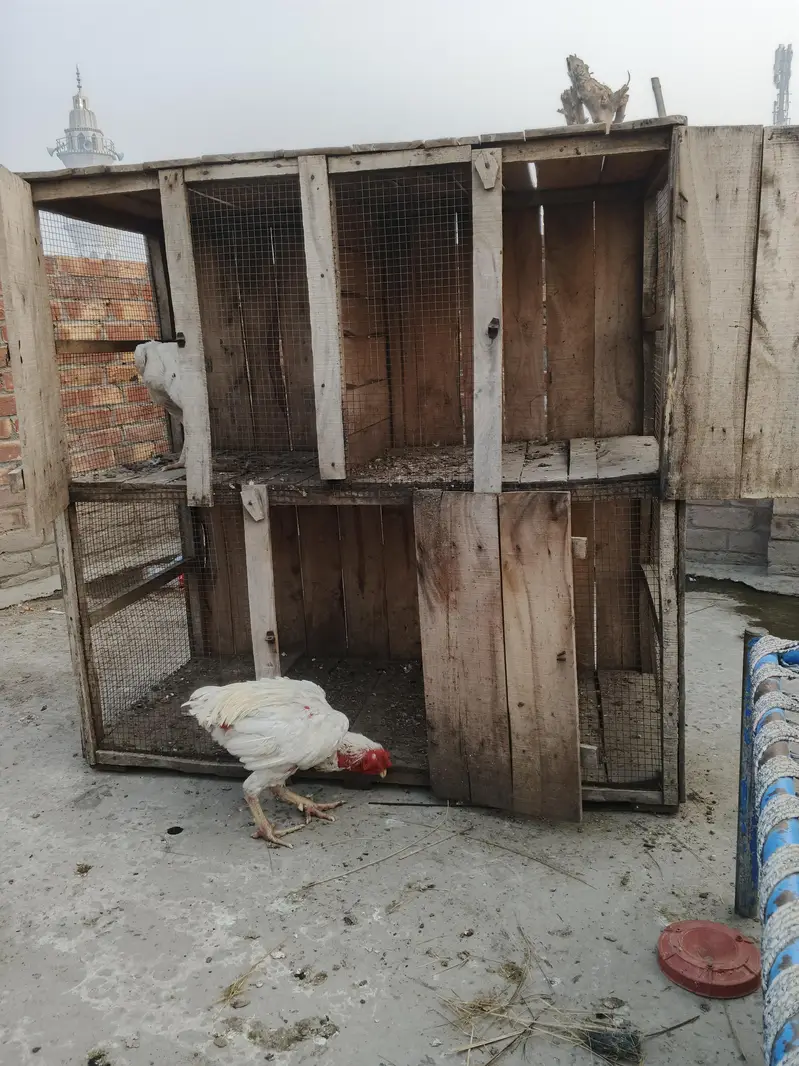 hen cage — photo 5