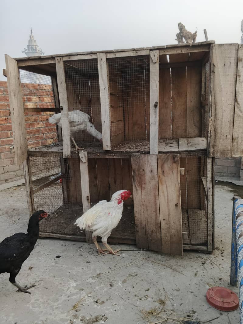 hen cage 5