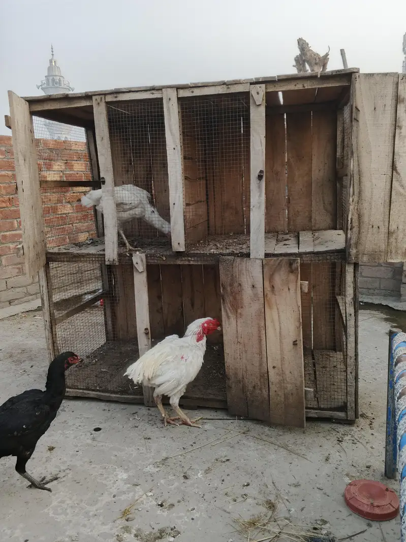 hen cage — photo 6