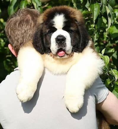 Saint Bernard