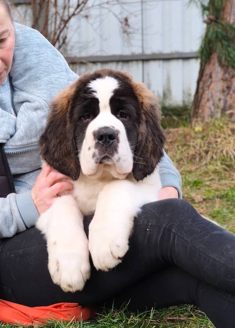 Saint Bernard 1