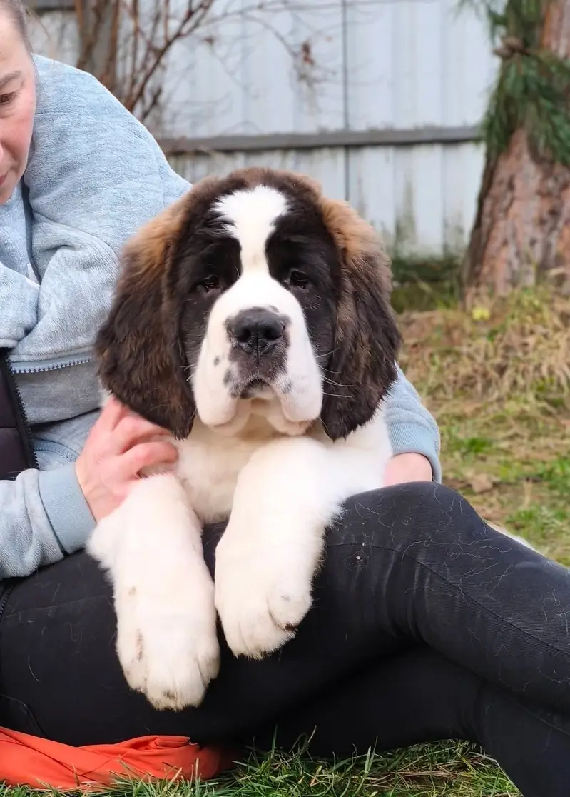Saint Bernard — photo 2