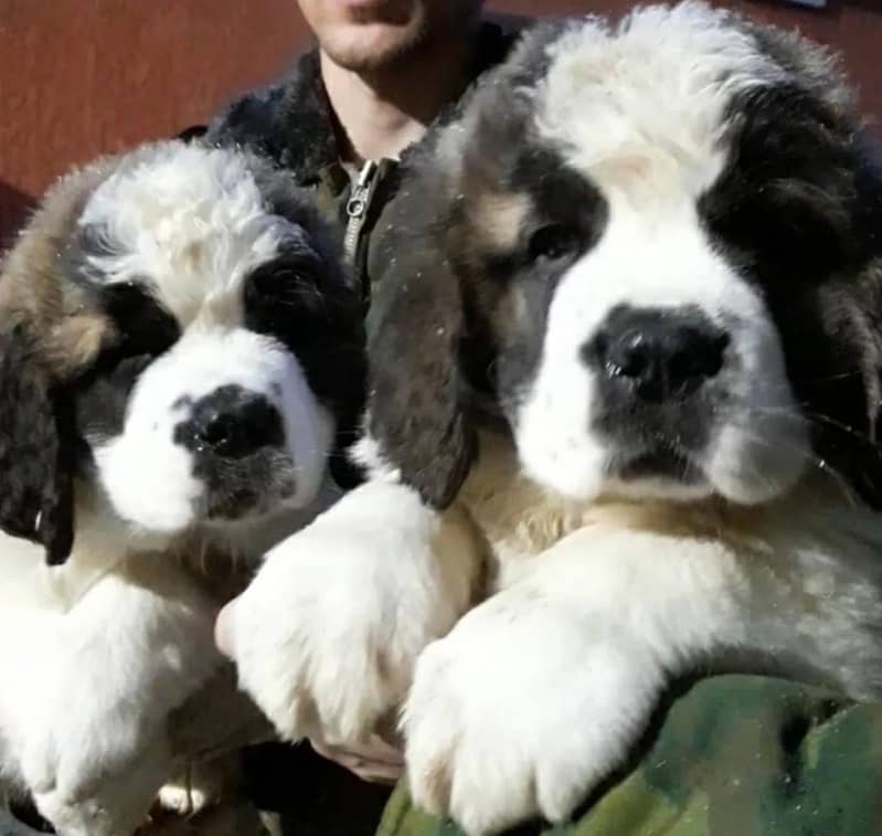 Saint Bernard 2