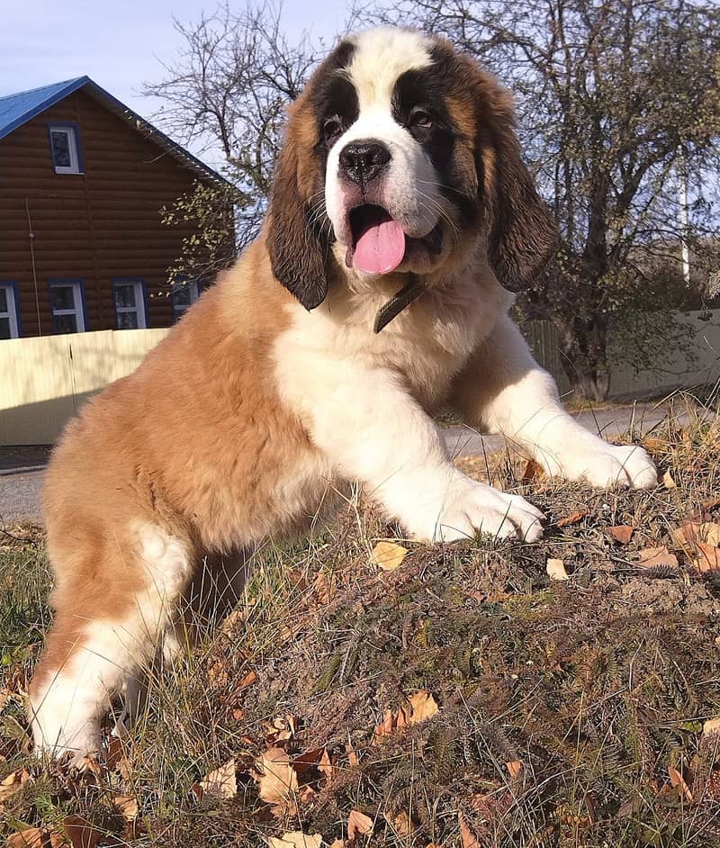 Saint Bernard 3