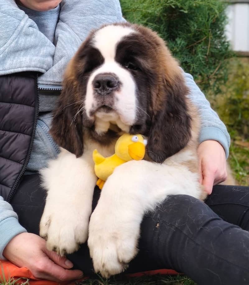 Saint Bernard 4