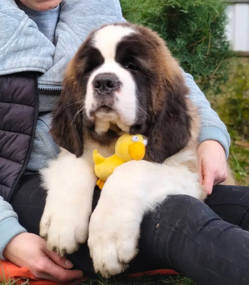 Saint Bernard — photo 5