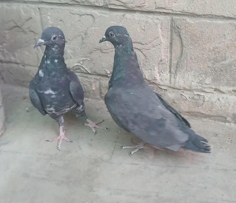 black zakh — photo 2