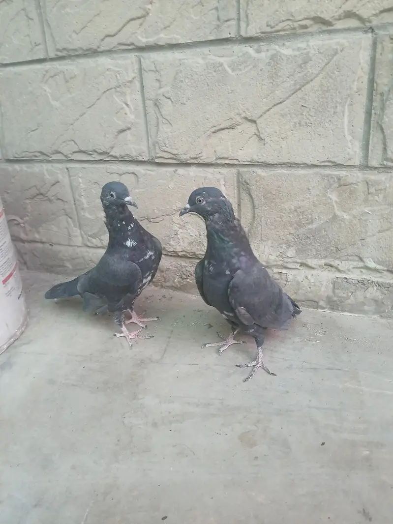 black zakh — photo 3
