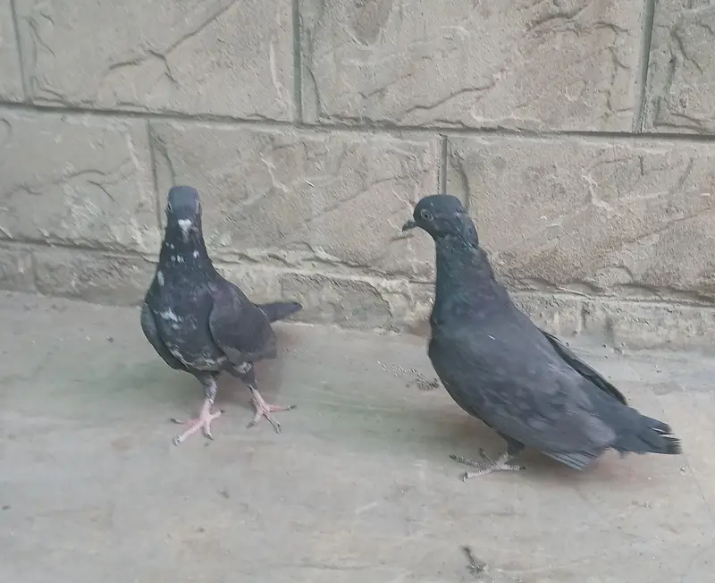 black zakh — photo 5