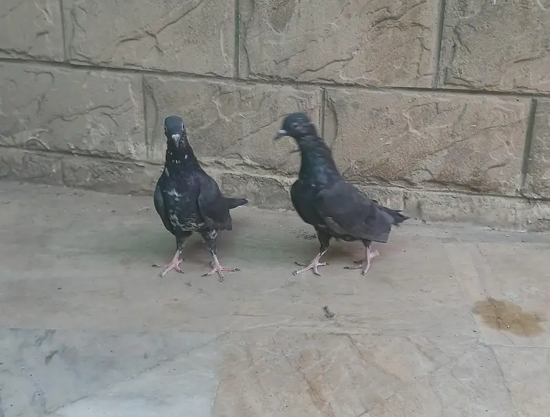 black zakh — photo 6