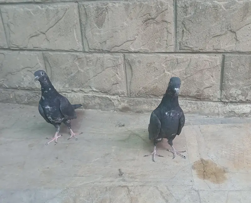black zakh — photo 7