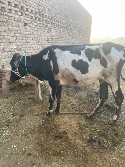 Friesian cow 2 liter doodh Bucha sath nai hy only cow hy