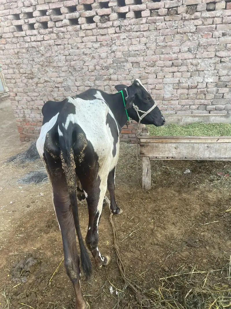 Friesian cow 2 liter doodh Bucha sath nai hy only cow hy — photo 2