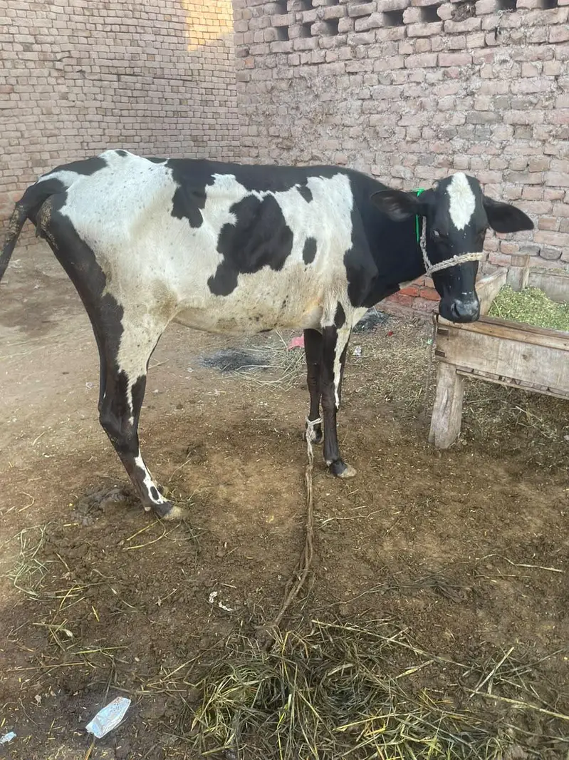 Friesian cow 2 liter doodh Bucha sath nai hy only cow hy — photo 3