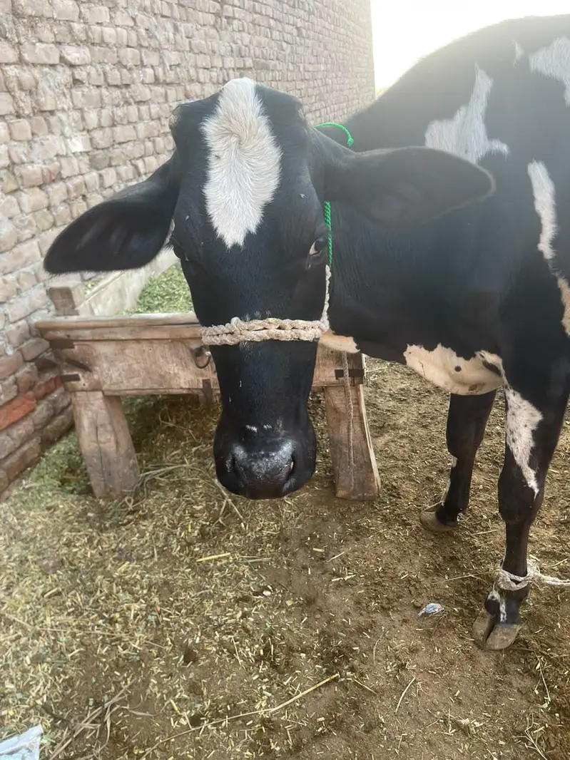 Friesian cow 2 liter doodh Bucha sath nai hy only cow hy — photo 4
