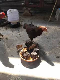Aseel Murgi 8 chicks