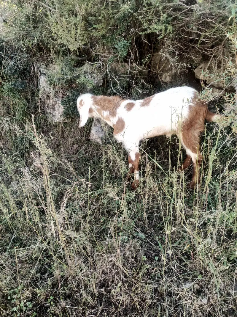 Bakra for sale