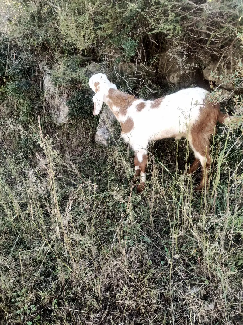 Bakra for sale — photo 2