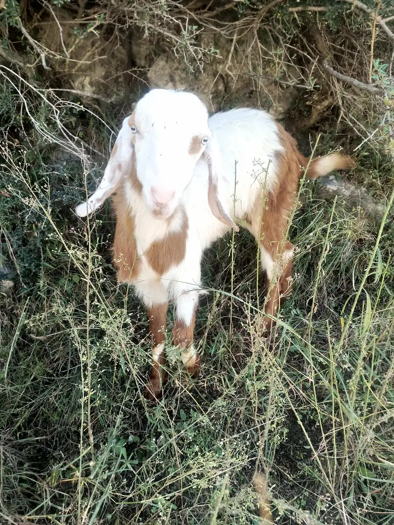 Bakra for sale — photo 3