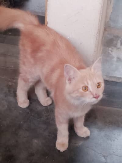 Persian cat for sale argent